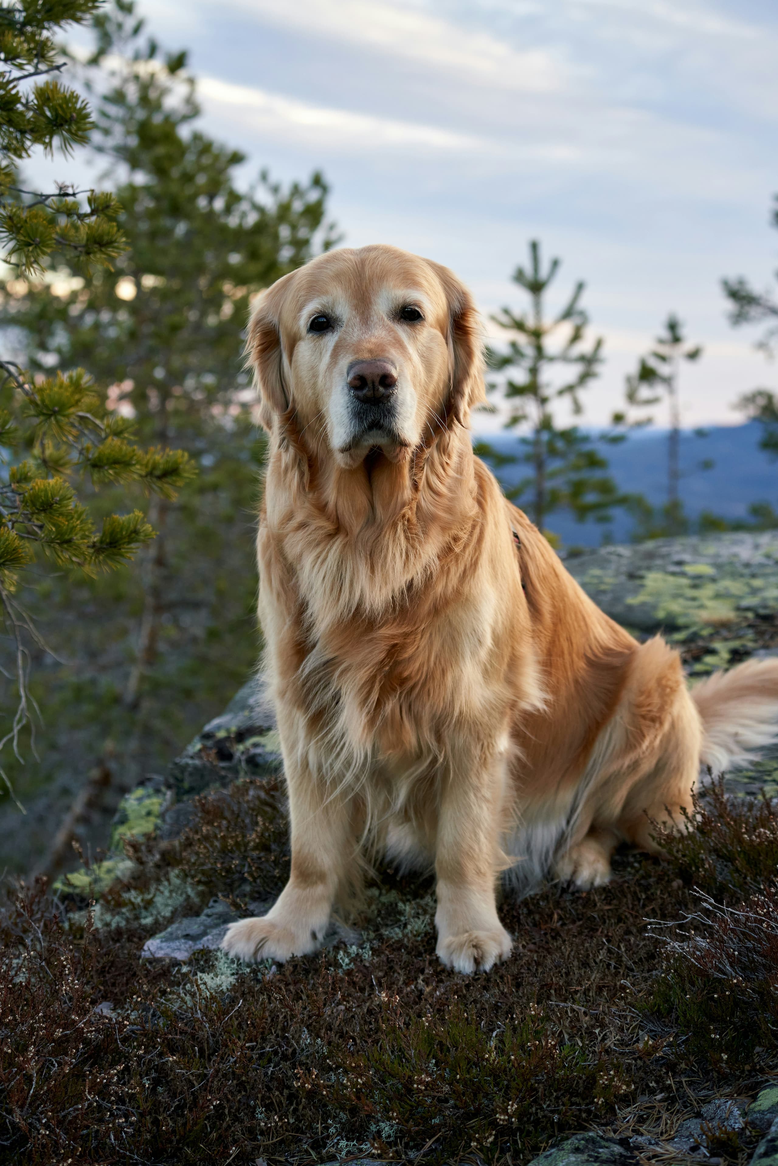 Pet transport driver