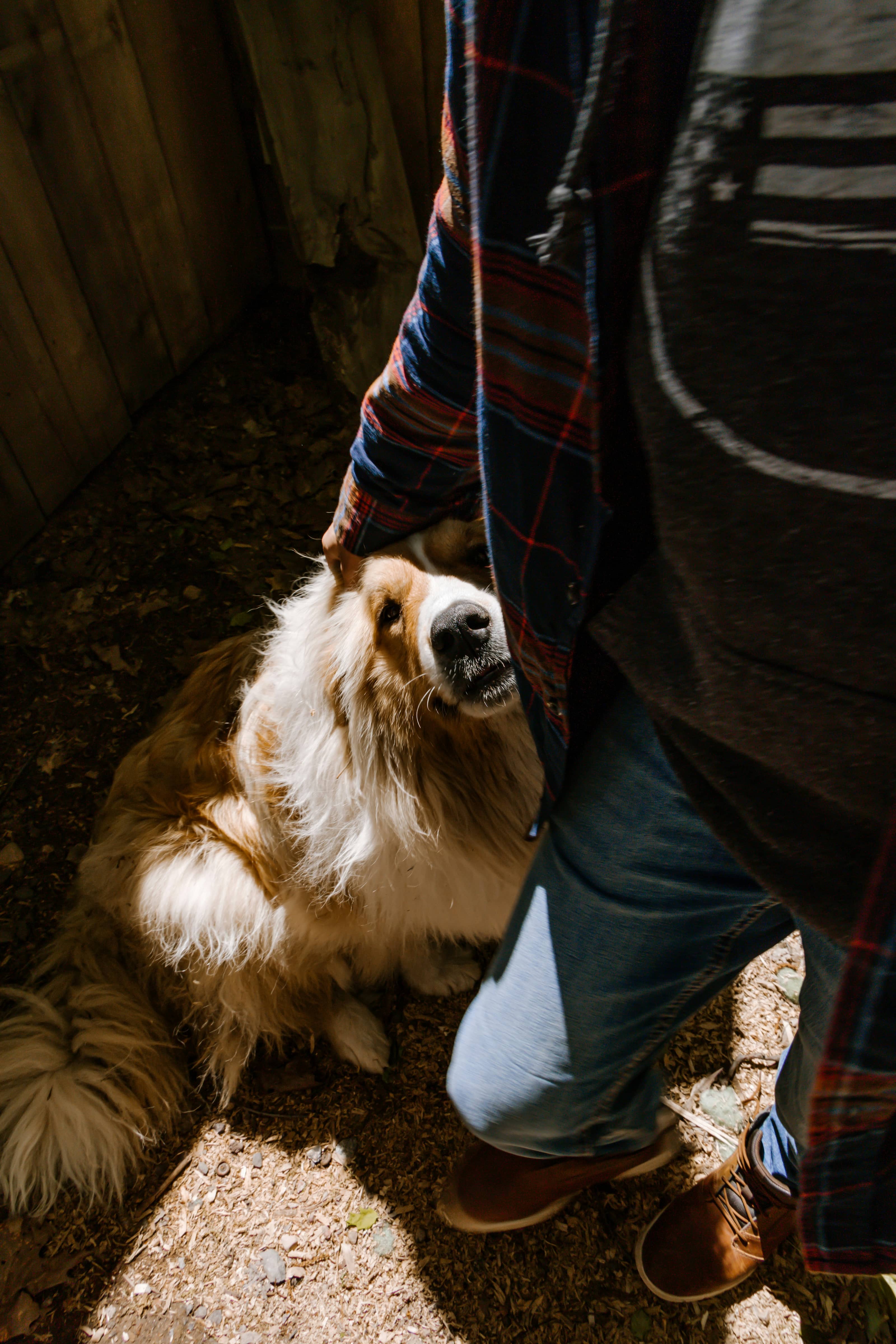 Pet transport