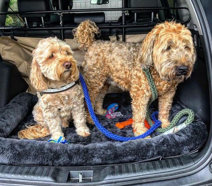 Dogs transported safely