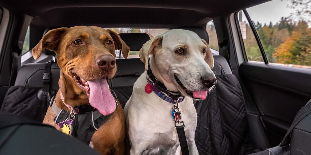Pet transport
