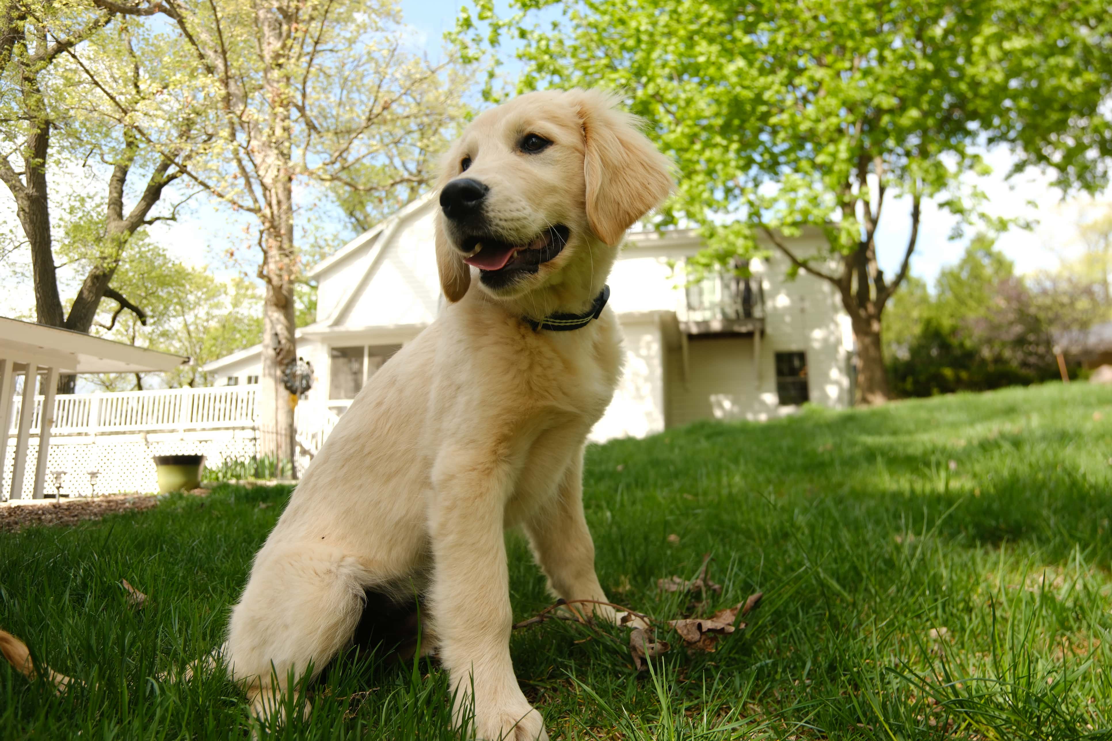 Happy dog owner with their pet